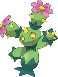 maractus
